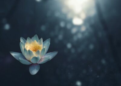 Water lily image